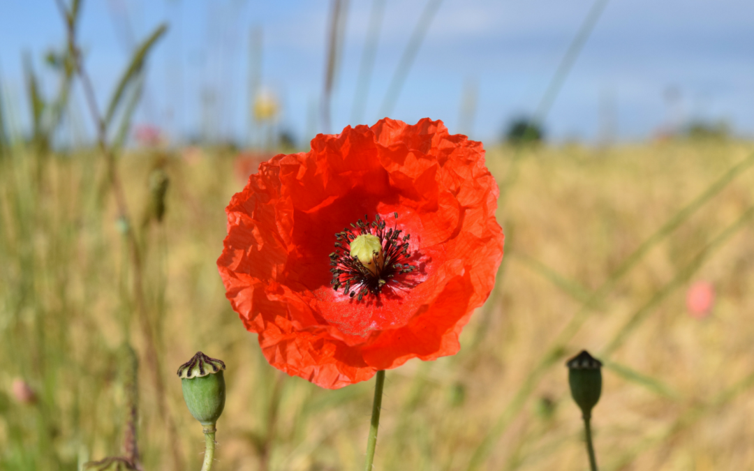 Recognizing the Good in Difficult Times