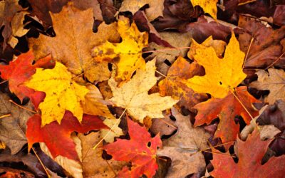 My Fall Bucket List (& Summer Bucket List Debrief)