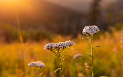 5 Ways I’m Practicing Focus